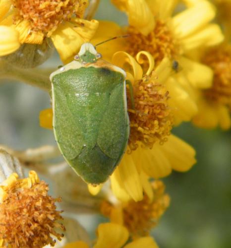 Réf. 321 448 : Nezara viridula